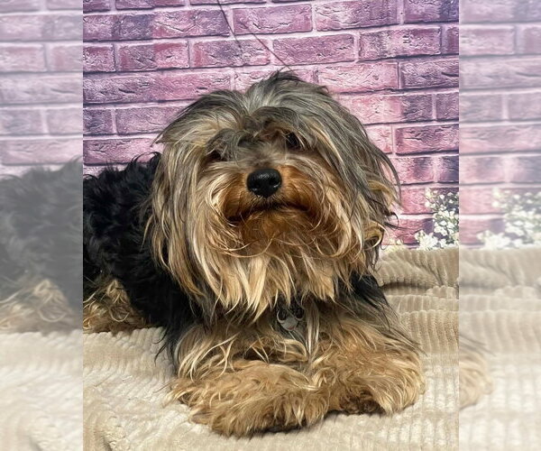 Medium Photo #1 Mutt Puppy For Sale in Lakewood, CO, USA