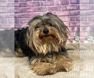 Mutt Dogs for adoption in Lakewood, CO, USA