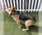 Small German Shepherd Dog Mix