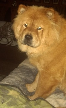 Medium Photo #1 Chow Chow Puppy For Sale in BOON, MI, USA
