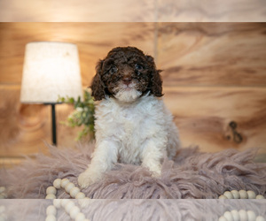 Medium Poodle (Miniature)