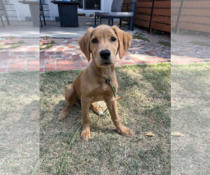Golden Retriever-Unknown Mix Dogs for adoption in San Diego, CA, USA
