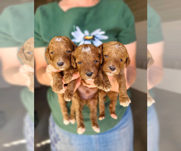 Medium Photo #9 Poodle (Standard) Puppy For Sale in WAGENER, SC, USA