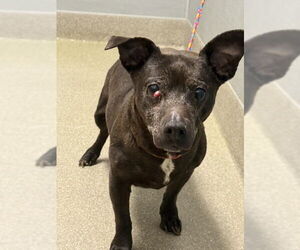 American Pit Bull Terrier-Chihuahua Mix Dogs for adoption in Las Vegas, NV, USA