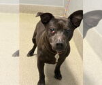Small American Pit Bull Terrier-Chihuahua Mix
