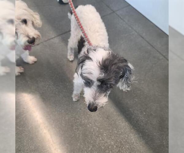 Medium Photo #1 Poodle (Miniature) Puppy For Sale in San Martin, CA, USA