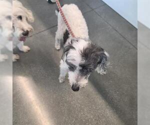 Poodle (Miniature) Dogs for adoption in San Martin, CA, USA