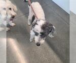 CARLOS - Male Poodle (Miniature) Dog for Adoption - Small photo