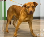 Small #1 Retriever  Mix