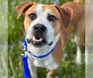 Boxer-Unknown Mix Dogs for adoption in Canton, CT, USA