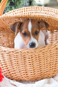 Medium Photo #1 Jack Russell Terrier Puppy For Sale in PLYMOUTH, OH, USA