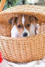 Jack Russell Terrier Puppy for sale in PLYMOUTH, OH, USA