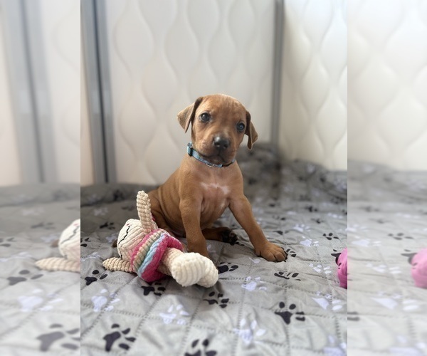 Medium Photo #26 Rhodesian Ridgeback Puppy For Sale in GARRETSON, SD, USA