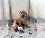 Small #25 Rhodesian Ridgeback