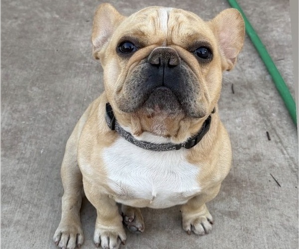 Medium Photo #1 French Bulldog Puppy For Sale in RIVERSIDE, CA, USA