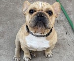 Small Photo #1 French Bulldog Puppy For Sale in RIVERSIDE, CA, USA