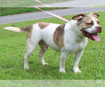 Small #1 American Pit Bull Terrier Mix