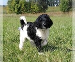 Small Photo #11 Labradoodle Puppy For Sale in SPENCERVILLE, IN, USA