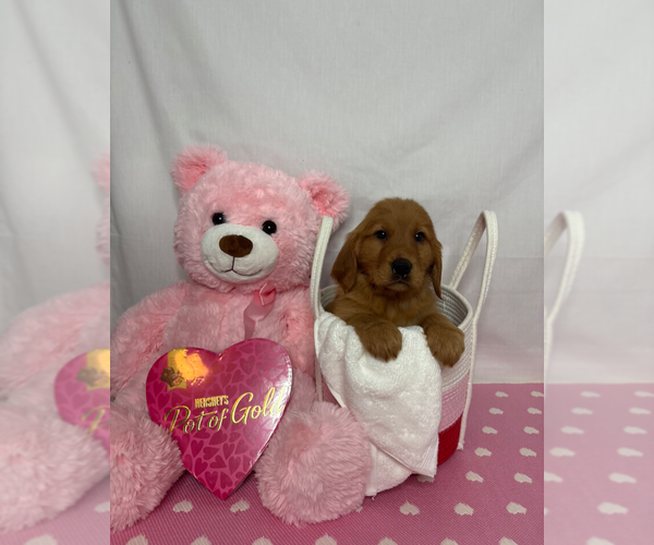 Medium Photo #1 Golden Retriever Puppy For Sale in ORLANDO, FL, USA