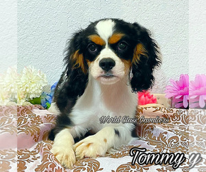 Cavalier King Charles Spaniel Puppy for sale in MIAMI, FL, USA