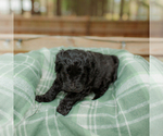 Small Photo #4 Goldendoodle Puppy For Sale in GREENBRIER, AR, USA