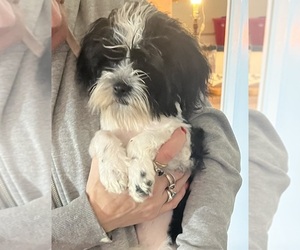 Shih Tzu Puppy for sale in LEBANON, OR, USA