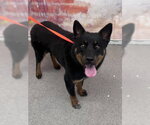 Small Shiba Inu Mix