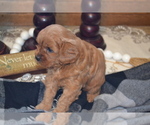Small #3 Cavapoo (Miniature)