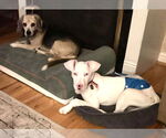 Small #2 Dalmatian Mix
