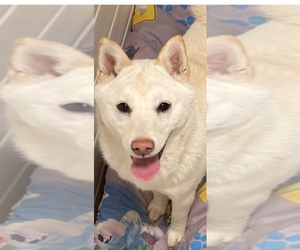 Mother of the Shiba Inu puppies born on 04/03/2026