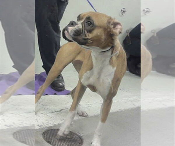 Medium Photo #1 Boxer Puppy For Sale in  Katy, TX, USA