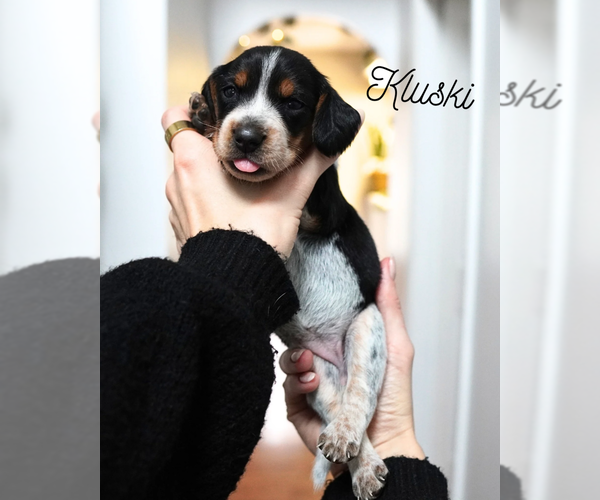 Medium Photo #1 Beagle Puppy For Sale in CORAOPOLIS, PA, USA