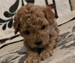 Puppy 2 Goldendoodle (Miniature)