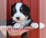 Small Photo #3 Bernese Mountain Dog Puppy For Sale in MARTINSVILLE, IN, USA