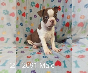 Boston Terrier Puppy for sale in CLARE, IL, USA