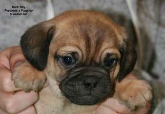 Puggle Puppy for sale in HOPKINSVILLE, KY, USA