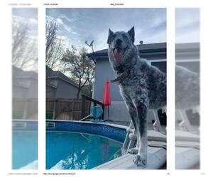 Mutt Dogs for adoption in San Antonio, TX, USA
