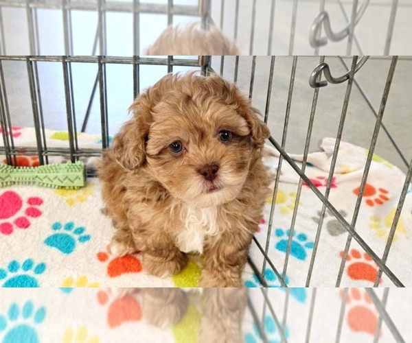 Medium Photo #10 ShihPoo Puppy For Sale in ORO VALLEY, AZ, USA
