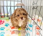 Small #9 ShihPoo