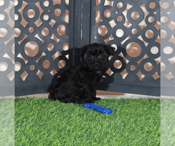 Medium Photo #4 Yorkipoo Puppy For Sale in MOUNT VERNON, OH, USA