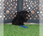 Small #3 Yorkipoo