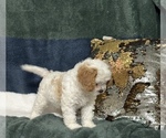 Small #5 Cavapoo (Miniature)
