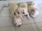 Small Photo #1 Maltese Puppy For Sale in SYLVA, NC, USA