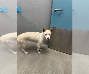 German Shepherd Dog-Unknown Mix Dogs for adoption in Las Vegas, NV, USA