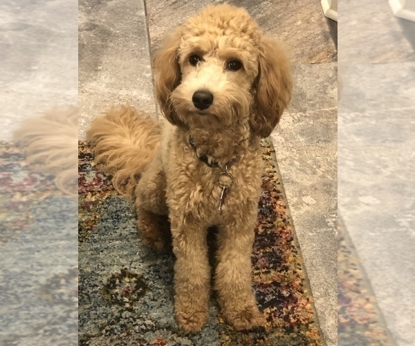 Medium Photo #1 Cavapoo-Goldendoodle Mix Puppy For Sale in MONTGOMERY, TX, USA