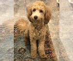 Small Photo #1 Cavapoo-Goldendoodle Mix Puppy For Sale in MONTGOMERY, TX, USA