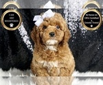 Small #6 Poodle (Toy)
