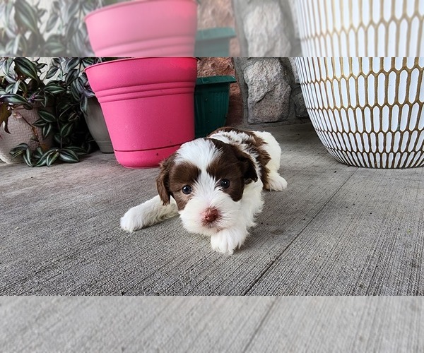 Medium Photo #4 Shih-Poo Puppy For Sale in GREENWOOD, WI, USA