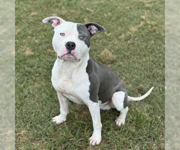 Medium Photo #1 American Pit Bull Terrier-Unknown Mix Puppy For Sale in Conroe, TX, USA