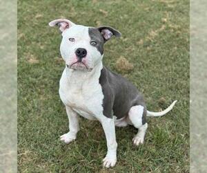 American Pit Bull Terrier-Unknown Mix Dogs for adoption in Conroe, TX, USA